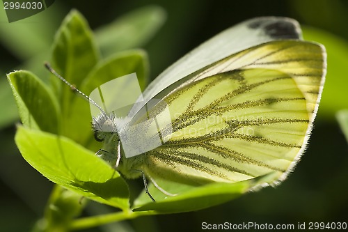 Image of white butterfly