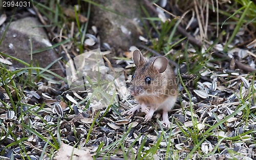 Image of wood mouse