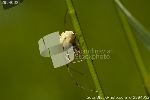 Image of spider on the move