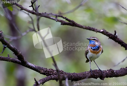 Image of bluethroat