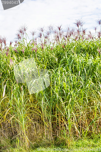 Image of switch grass