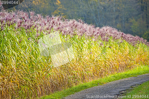 Image of switch grass