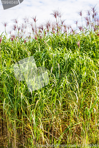 Image of switch grass