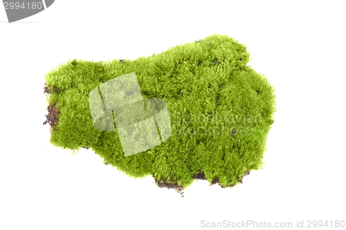 Image of Green moss isolated 