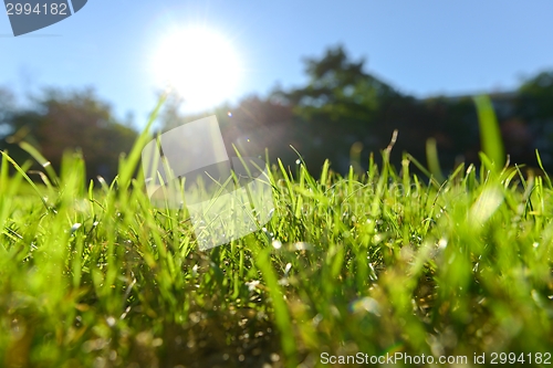 Image of Green grass in artistic composition