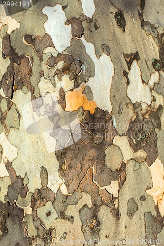 Image of Closeup photo of a tree trunk