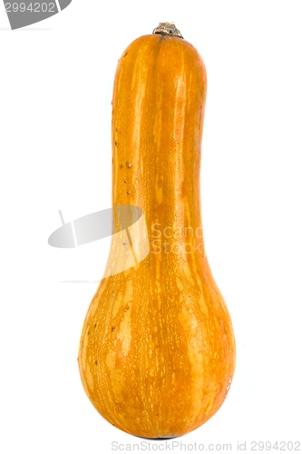Image of Pumpkin over white background
