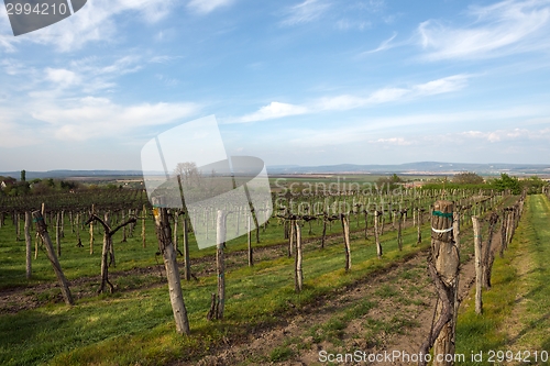 Image of Vineyard with blue sky