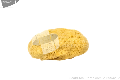 Image of Synthetic bath sponge