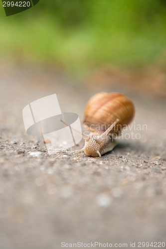 Image of Snail on the road