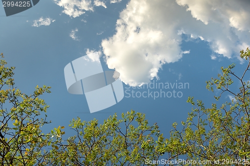 Image of Green leaves of a tree in sunlight
