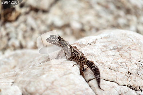 Image of Gecko lizard on rocks 