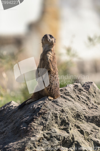 Image of Meerkat or Surikate