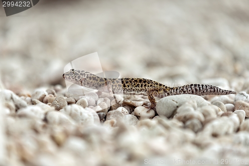 Image of Gecko lizard on rocks 