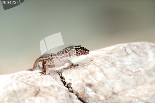 Image of Gecko lizard on rocks 