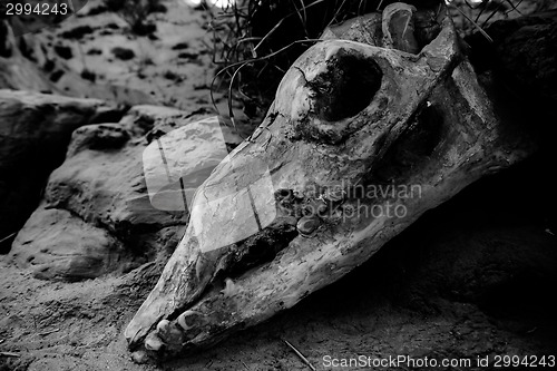 Image of Animal skull on sacking background