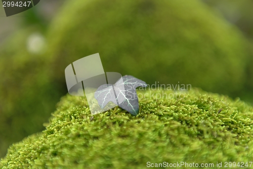 Image of Green moss isolated 