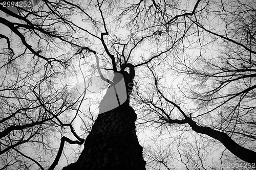 Image of Abstract hoto of some winter branches