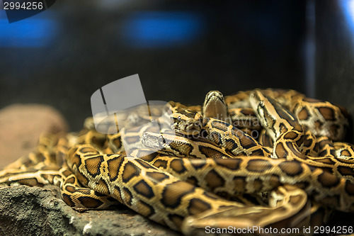 Image of Large pack of young snakes