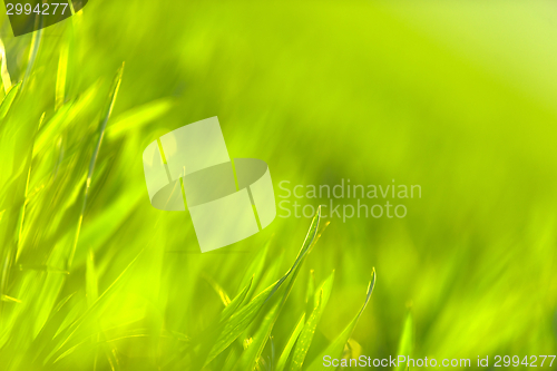 Image of Green grass in artistic composition