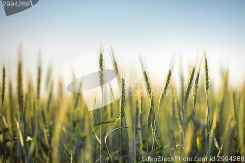 Image of Green grass in artistic composition