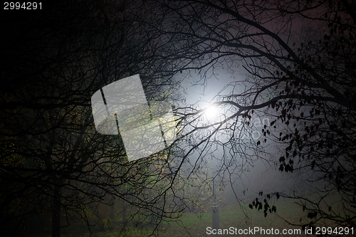 Image of Creepy park at night with illumination