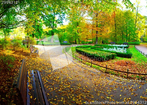 Image of Fall in public park