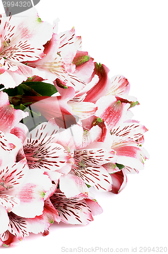 Image of Pink Alstroemeria