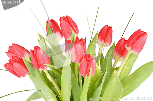 Image of Spring Tulips