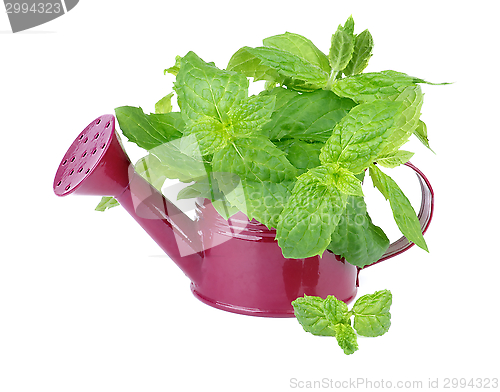 Image of Mint Leafs Bunch