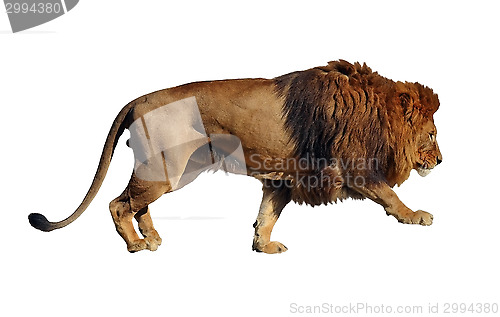 Image of Lion