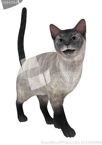 Image of Siamese Cat