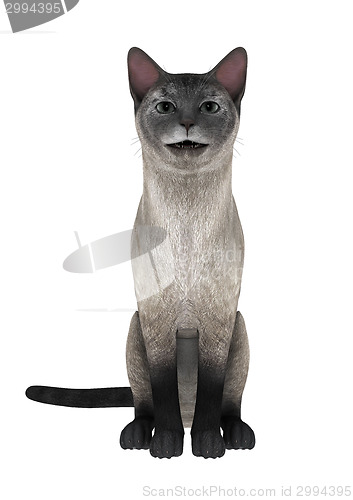 Image of Siamese Cat