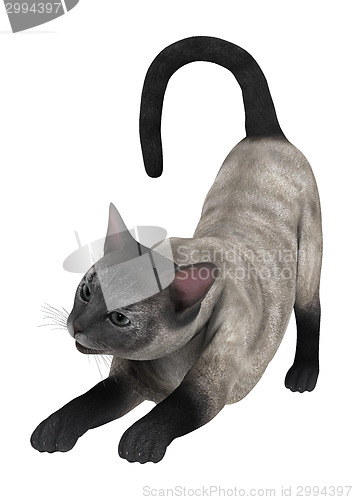 Image of Siamese Cat