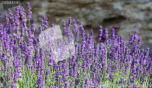 Image of lavender flowers on mountainside