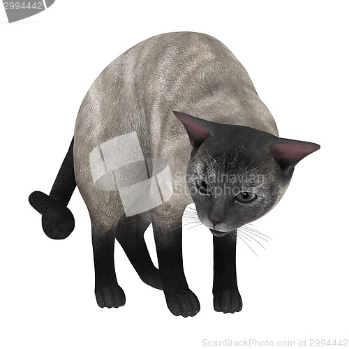 Image of Siamese Cat