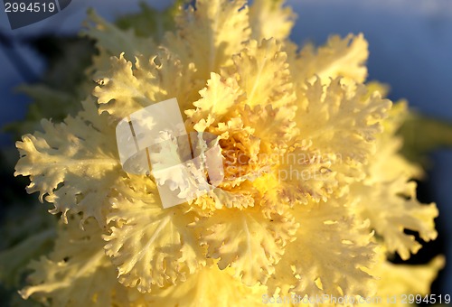 Image of beautiful colorful plants