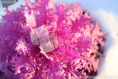 Image of beautiful colorful plants