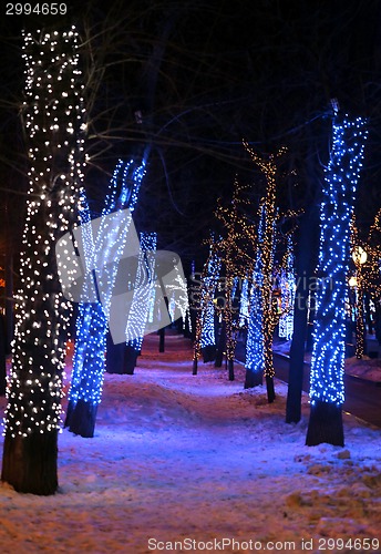 Image of The lights in winter park