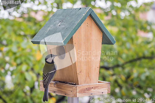 Image of Birds Titmouse