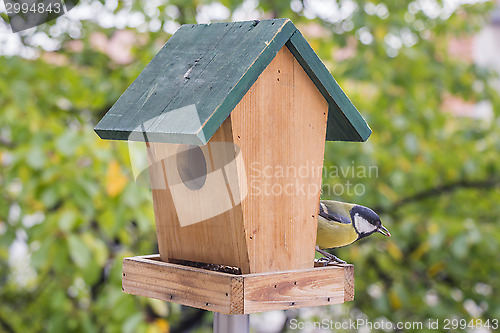 Image of Titmouse feeding