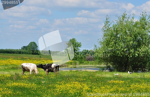 Image of Spring landscape with cows