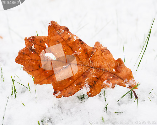 Image of Brown ash tree leaf on lawn with a fresh layer of snow