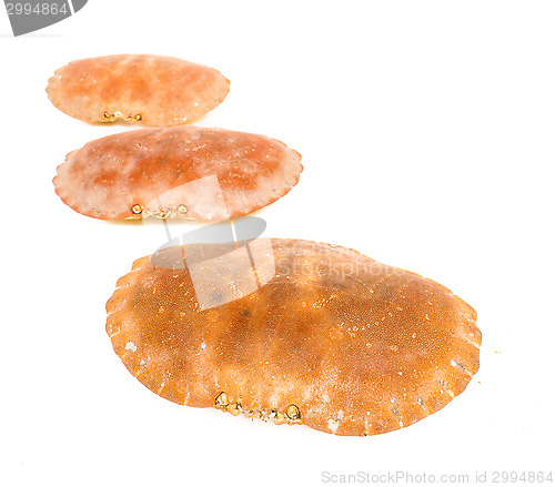 Image of Empty orange crab shells isolated towards white background