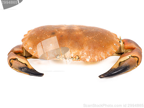 Image of Bolied orange color crab  with claws isolated on white backgroun