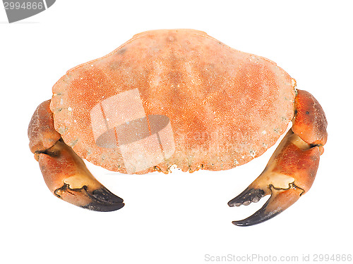 Image of Bolied orange color crab  with claws isolated on white backgroun