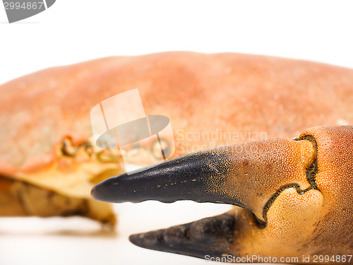 Image of Extreme closeup of a crab claw with crab eyes staring over