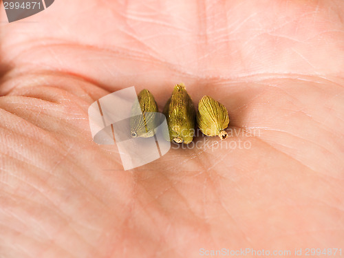 Image of Pods of whole cardamom in a persons palm