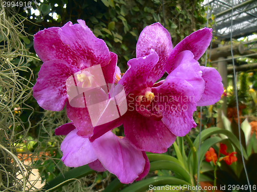 Image of Orchid Flowers.