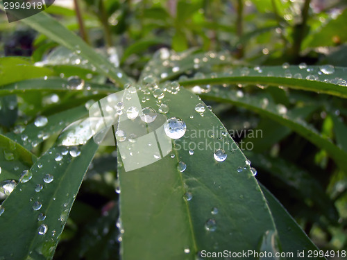 Image of Drops on Leaves of Lupin.